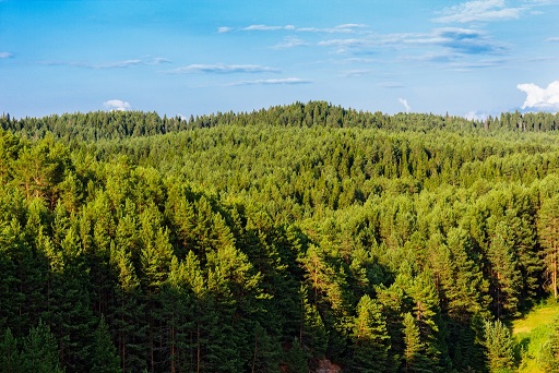 Forest monitoring using satellite data analytics Forest monitoring using satellite data analytics